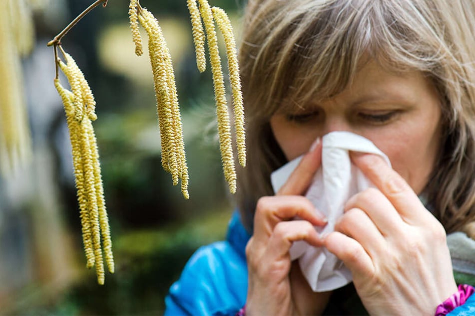 Taschentücher raus: Gewisse Pollen fliegen bereits jetzt im Februar.