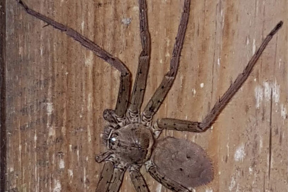 Diese Spinne musste am Dienstag in einem Lörracher Supermarkt eingefangen werden.