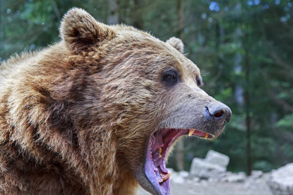Ein Berliner wurde in Rumänien von einem Braunbären attackiert (Symbolbild).