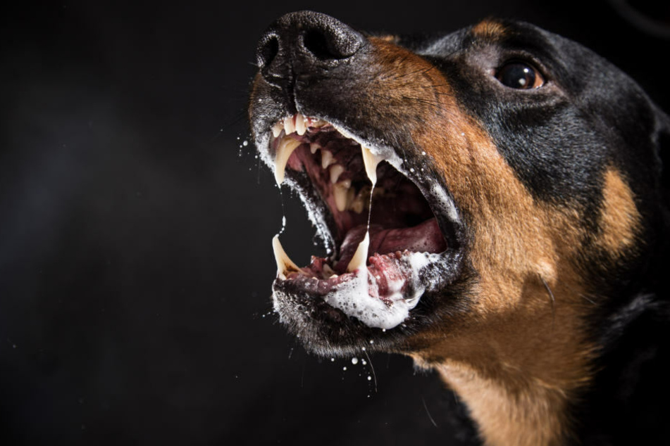Ein Hund hat zwei Frauen in einer Wohnung angegriffen. (Symbolbild)