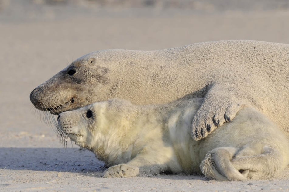 It's Beachtime! Eine junge Kegelrobbe und seine Mutter liegen am Strand.