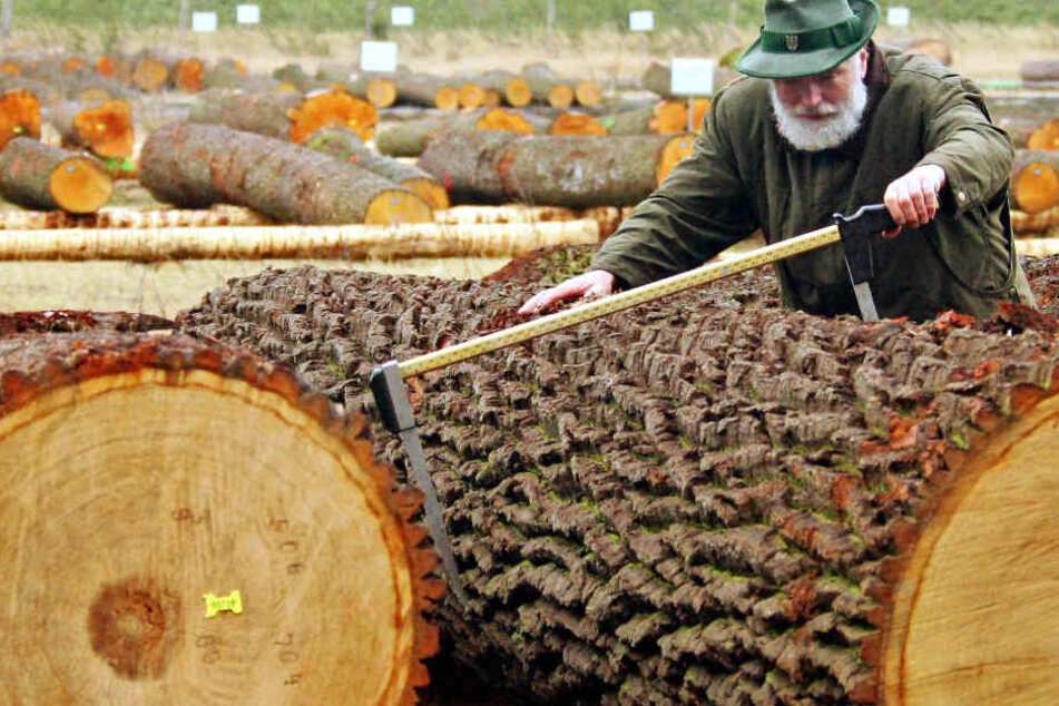 Bis zu 2000 Festmeter Edelholz werden auch bei der nächsten Versteigerung wieder unter den Hammer kommen.