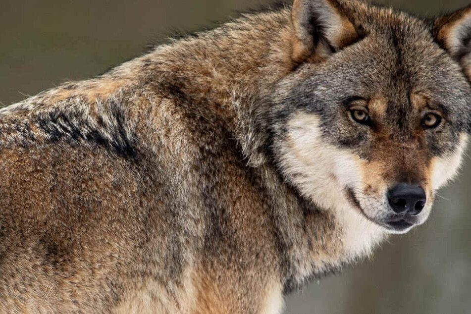Darf das Tier zukünftig als freier Wolf durch Hessen streifen (Symbolbild)?