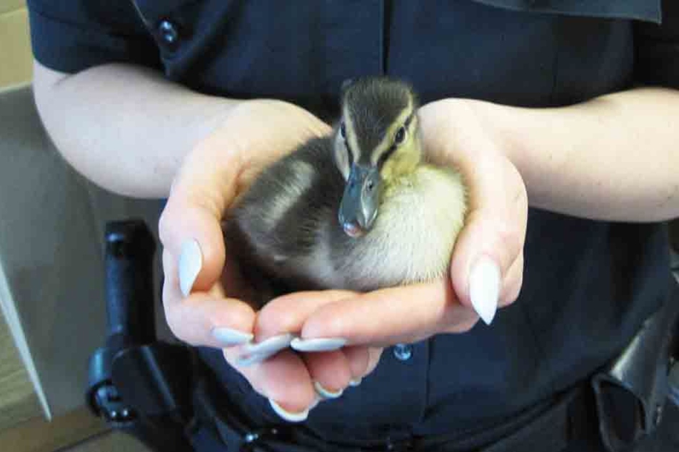 Die Polizei rückte zum tierischen Einsatz aus und rettete die Entenküken, die sich auf die Dessauer Straße verirrt hatten. (Symbolbild)