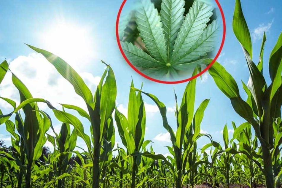 Zwischen den Maiskolben wachsen zwei große Cannabisstauden. (Fotomontage / Symbolbild)