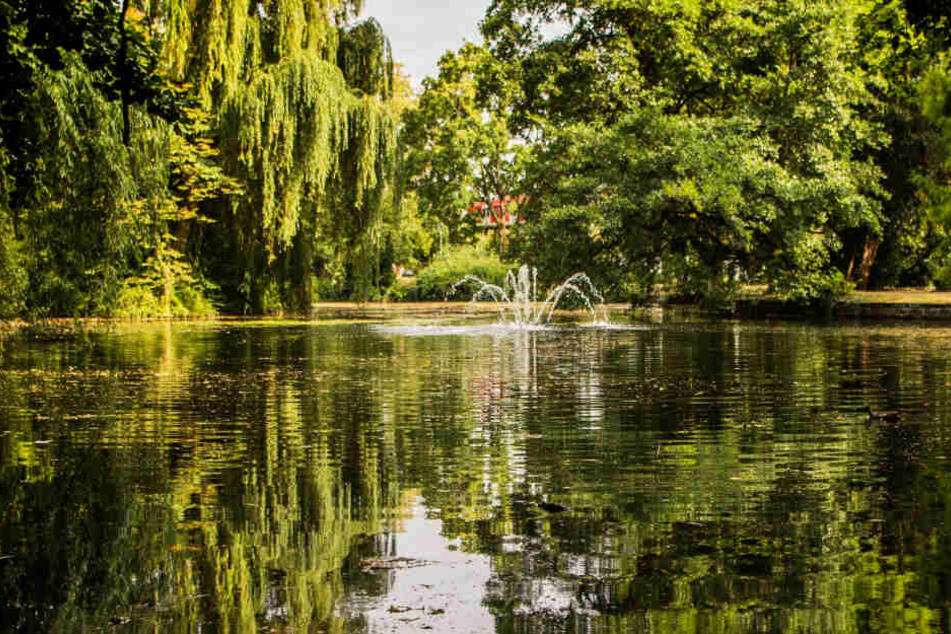 In diesem Weiher im Offenbacher Dreieichpark geht der "Problemwels" auf die Jagd.