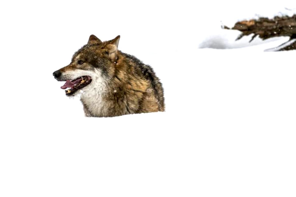 Wölfe - weil sich die Tiere in Deutschland immer mehr ausbreiten, kooperieren
die Länder.