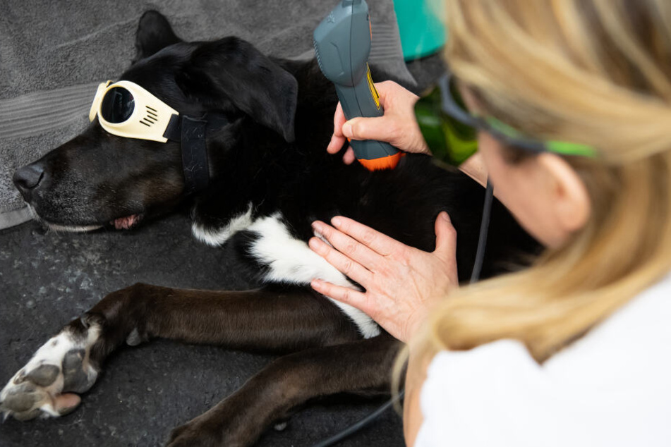 Tierärztin Barbara Esteve Ratsch behandelt in der Kleintierklinik der Ludwig-Maximilians-Universität im Zentrum für Tiermobilität die Hündin Rosi, die während einer Laserbehandlung eine Schutzbrille trägt.