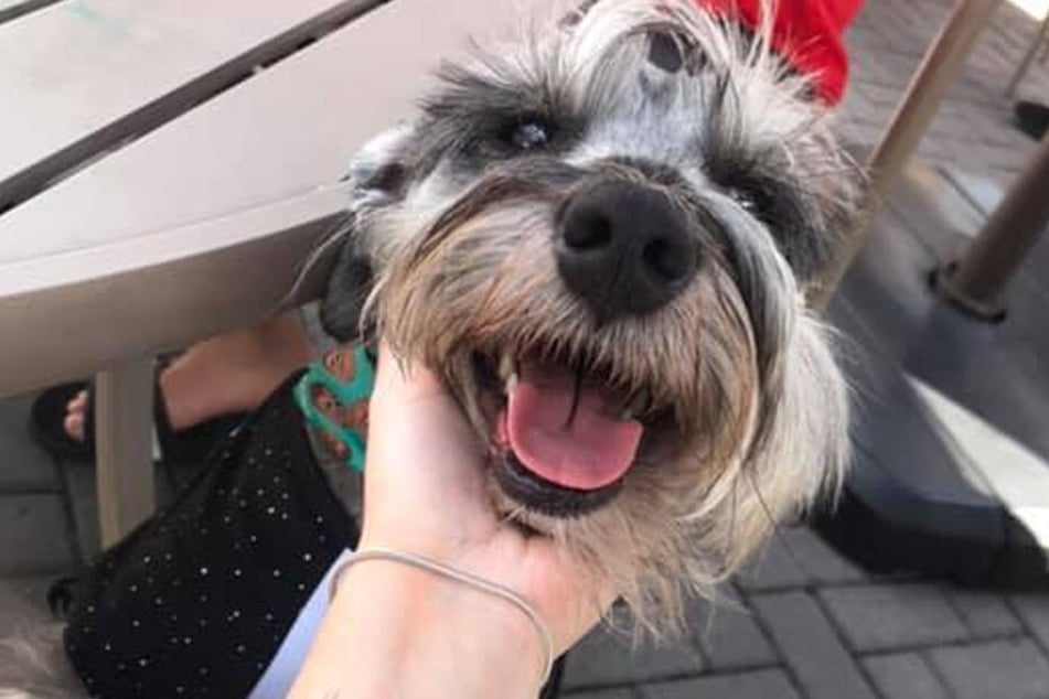 Anfangs wollte der Hund nicht angefasst werden, jetzt liebt er es, gekuschelt zu werden.