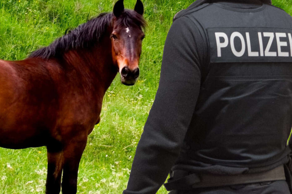 Die Stute wurde auf einer Koppel attackiert und verletzt (Symbolbild).