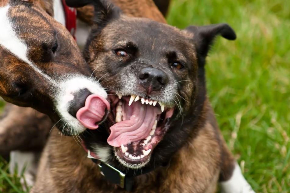 Die 22-Jährige konnte sich nur durch einen Sprung über einen Zaun vor weiteren Bissen retten. (Symbolbild)