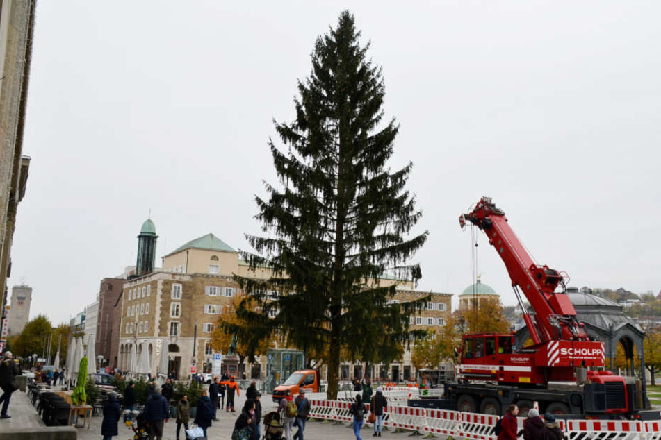 Die Rotfichte soll bis zum Start des Weihnachtsmarktes (29. November) festlich geschmückt werden.