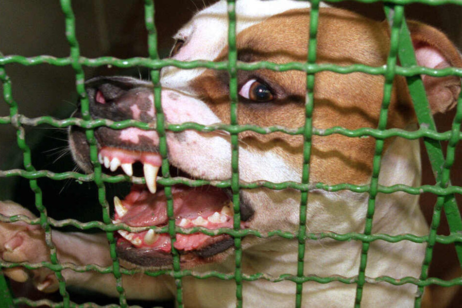 Pitbulls gelten als sehr aggressive Rasse. Immer wieder kommt es zu tödlichen Attacken durch die Tiere. Das Problem ist allerdings meistens Menschen-gemacht, weil die Hunde von den Besitzern extra "scharf gemacht" werden. (Symbolbild)