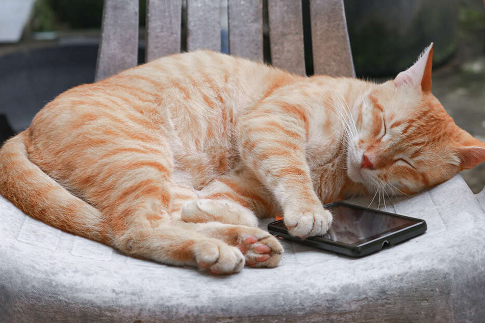 Als die Polizei eintraf, habe "Tommy" im Wohnzimmer mit dem Telefon gekuschelt. (Symbolbild)