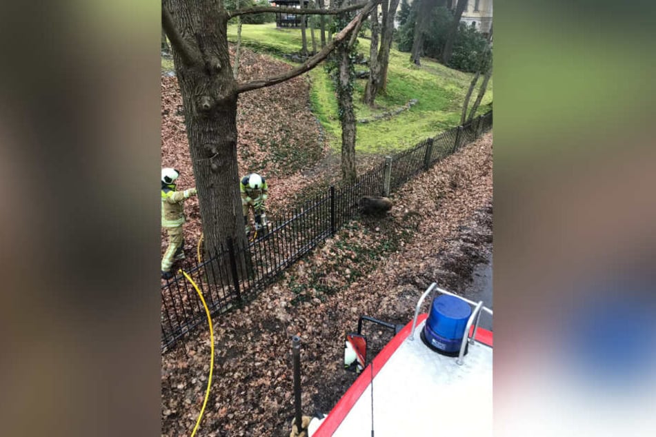Mit schwerem Gerät musste die Feuerwehr das Wildschwein befreien.