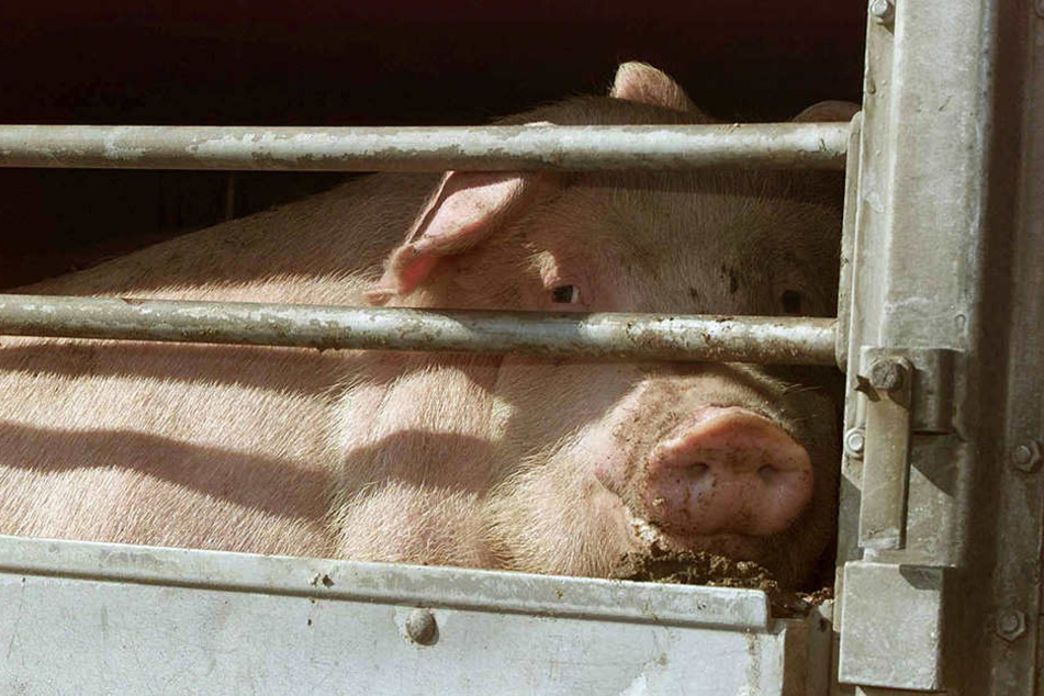 Die armen Schweine!