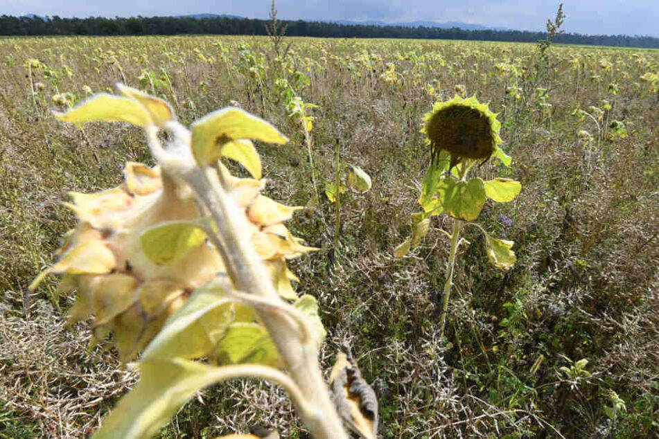 Es kam zum Skandal: Auch diese Bienenweide war mit der Chemikalie PFC vergiftet.