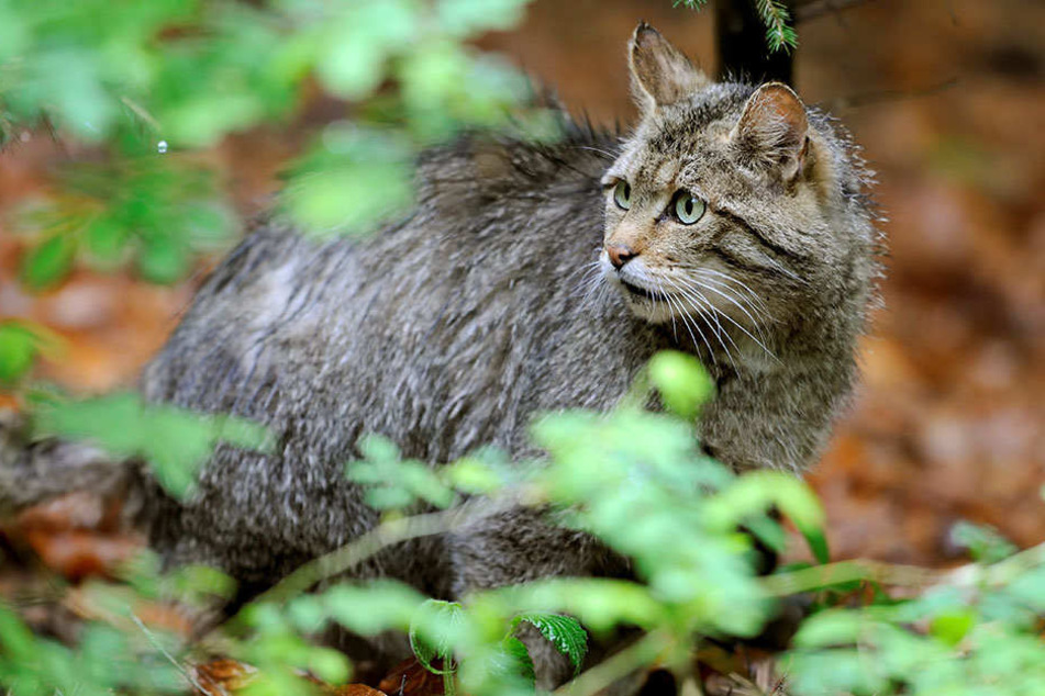 Europäische Wildkatzen werden bis zu einem Meter lang und bis zu 6,5 Kilo schwer.