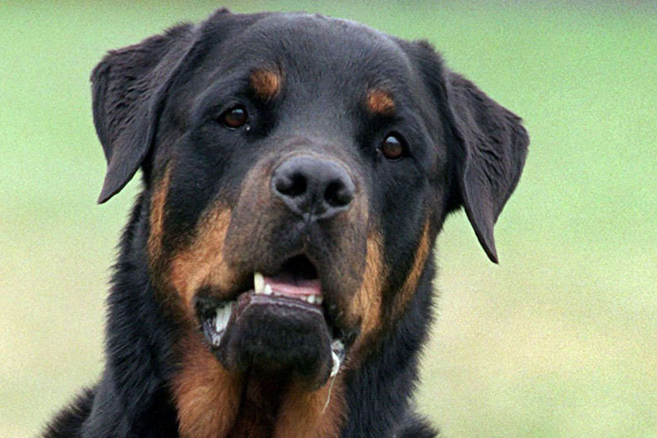 Ein Hund der Rasse Rottweiler zwei Kleinkinder. (Symbolbild)