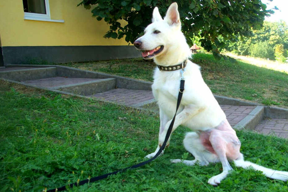 Schäferhund Janosch (1) hat seine Hüft-Operation gut überstanden und sucht jetzt eine neue Familie.