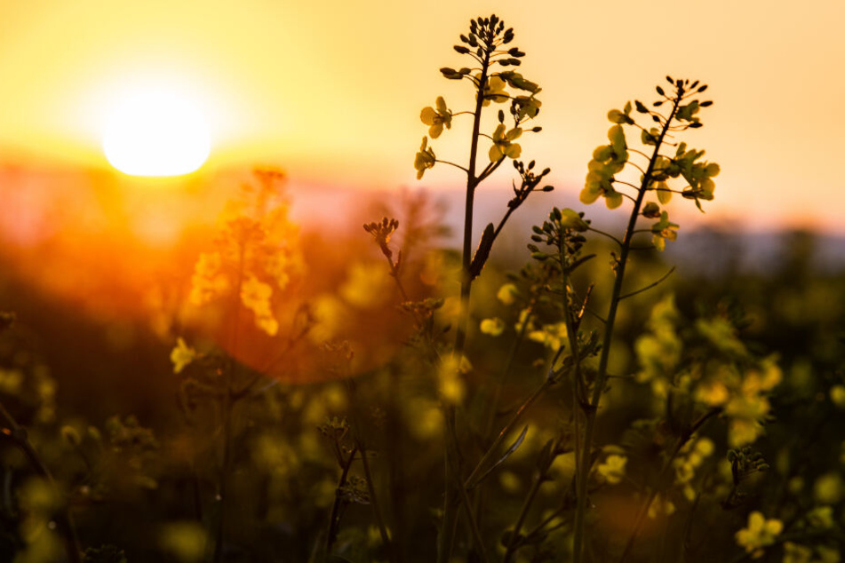Sonnenanbeter wird's freuen (Symbolfoto).