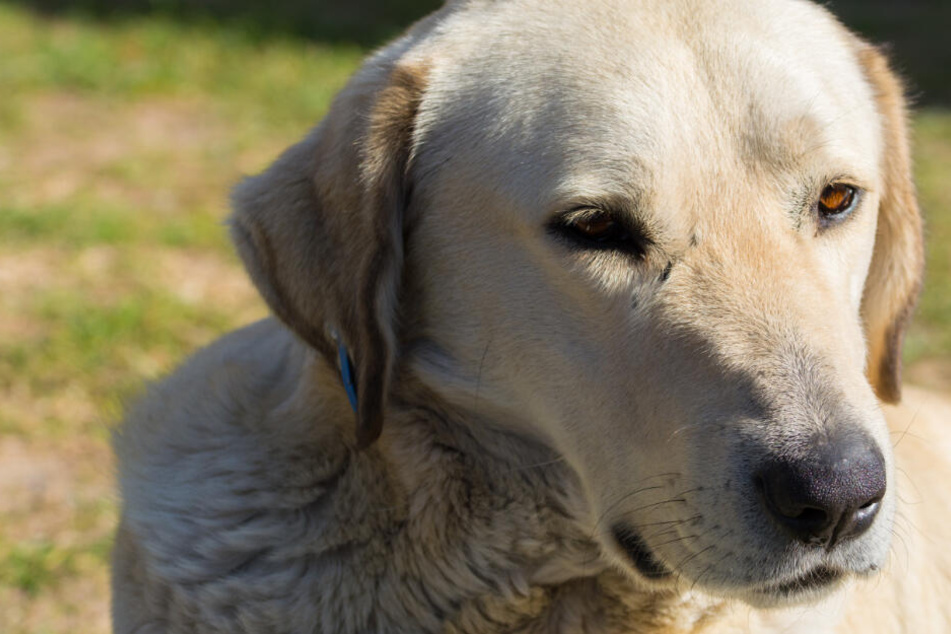 Ein Hund hat in Nürnberg einen kleinen Jungen angegriffen und verletzt. (Symbolbild)