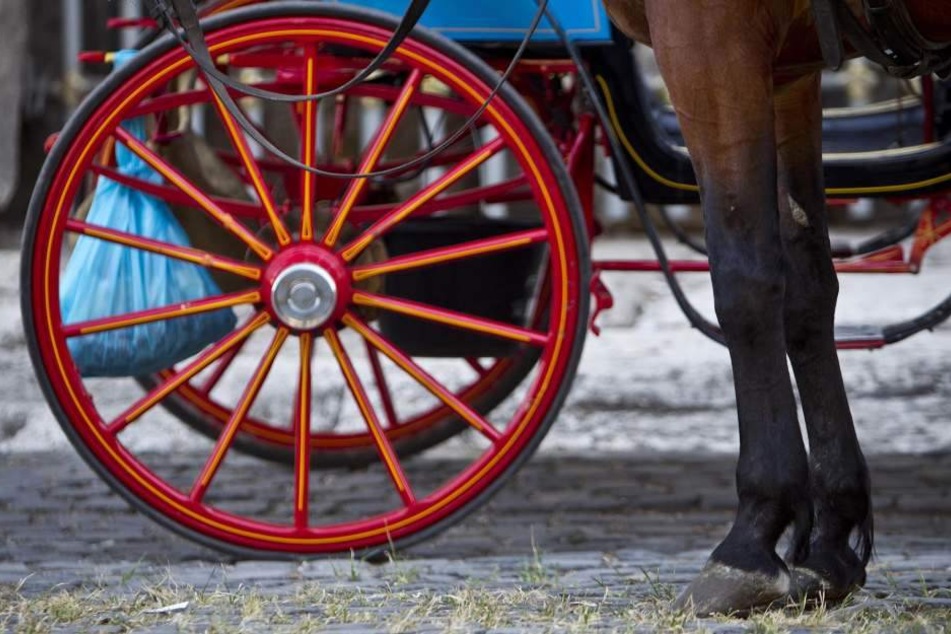 Ein Pferd scheute und scherte in den Gegenverkehr aus (Symbolbild).