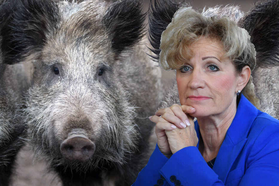 Für Menschen ist die Schweinepest nicht gefährlich.
