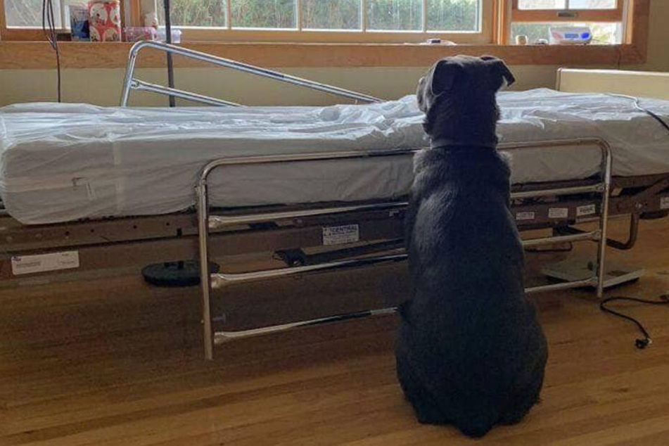 Hund "Moose" wartet vergeblich auf sein geliebtes Herrchen.