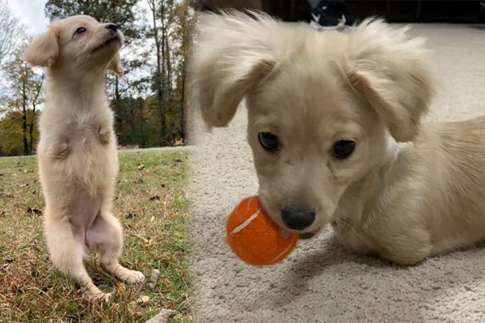 Rollstuhl Hund Vorderbeine