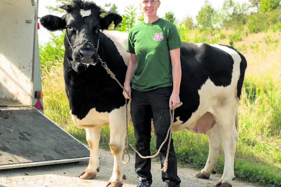 Zoo-Star Heidi ist einfach zu fett! Jetzt muss die Kuh zur Kur