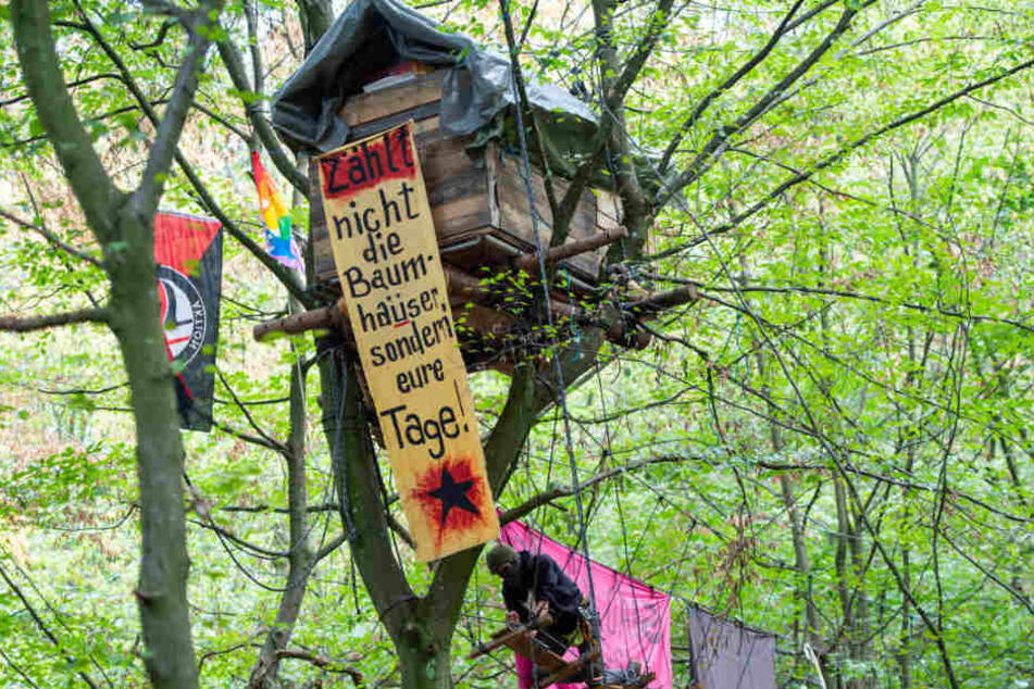 Im Hambacher Forst werden wieder Baumhäuser errichtet.