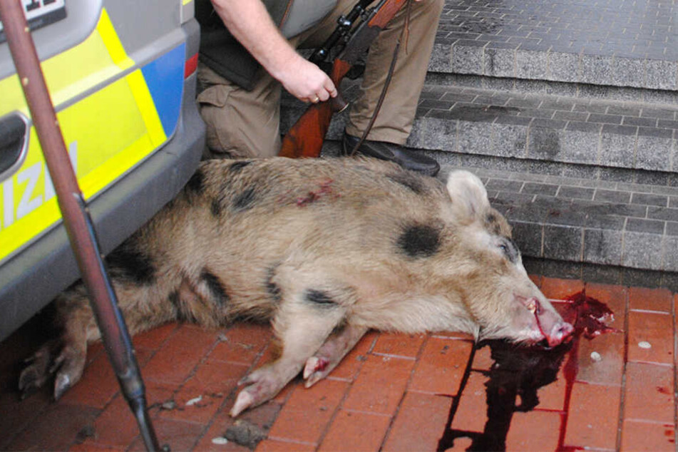 Für Kölner Wildschweine gibt es ab sofort keine Schonzeit mehr. (Symbolbild)