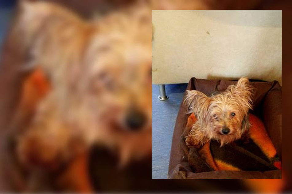Die Beamten Fragen: Wem gehört diese kleine Yorkshire-Terrier-Dame?