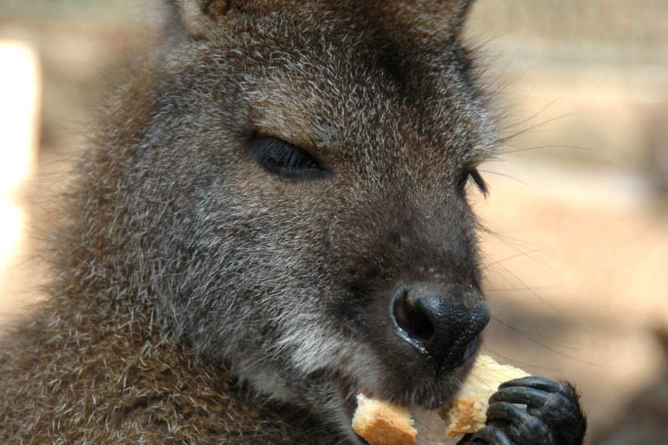 Tommy war im Zoo per Hand aufgezogen worden.