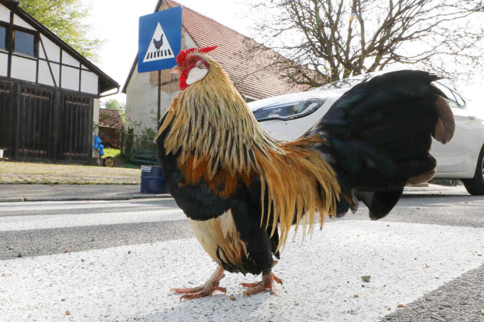In Ertingen haben's die Hühner gut.