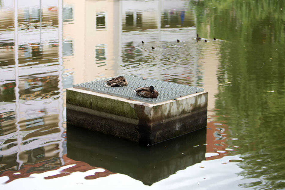 Bis auf den Abfluss ist am Ottoteich nichts gemacht worden. Vor allem am Wasserzufluss mangelt es dem Gewässer.