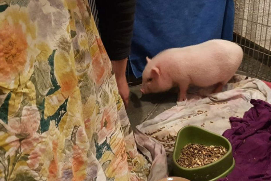 Bifi ist trotz der Strapazen der letzten Zeit ein aufgewecktes und forsches Minischwein.
