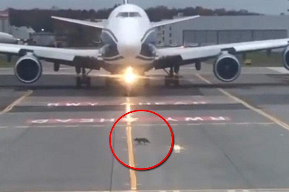 Der Fuchs überquerte in aller Seelenruhe die Landebahn.