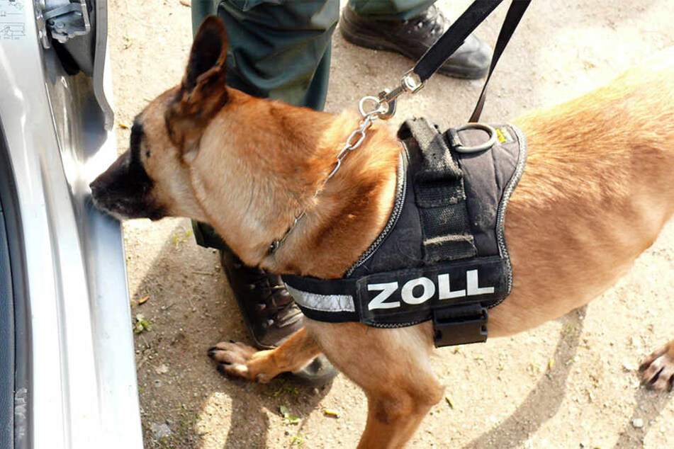 Drogen-Spürhunde haben eine viel bessere Nase als ihre menschlichen Begleiter. (Symbolbild)