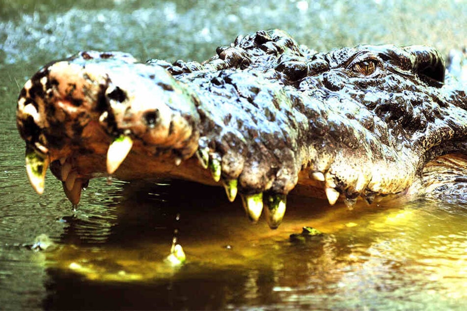Ein riesiges Reptil hat eine Frau in Indonesien aufgefressen.
