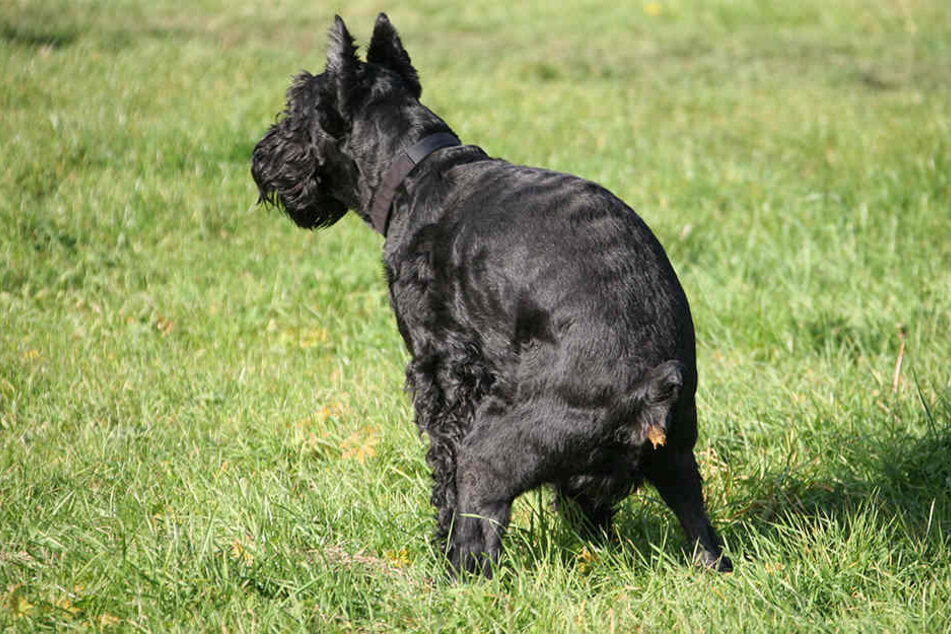 Ein Streit um einen Hundehaufen eskalierte jetzt in Essen.