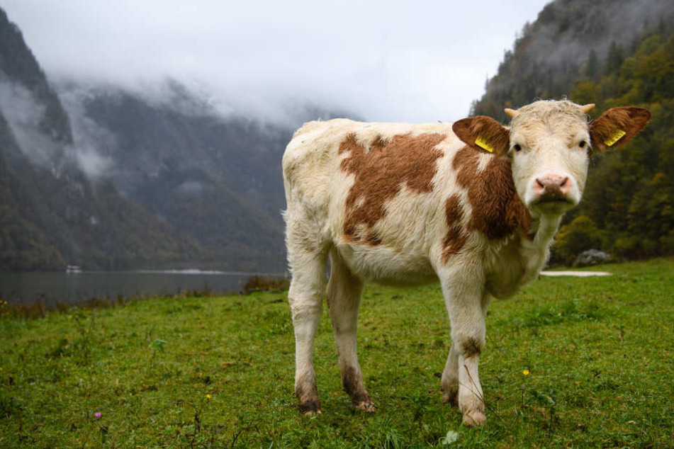 Die Kühe leiden unter des Wasserknappheit auf der Alm.