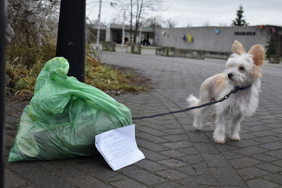 In der grünen Plastiktüte ist Eddis Schlafdecke.
