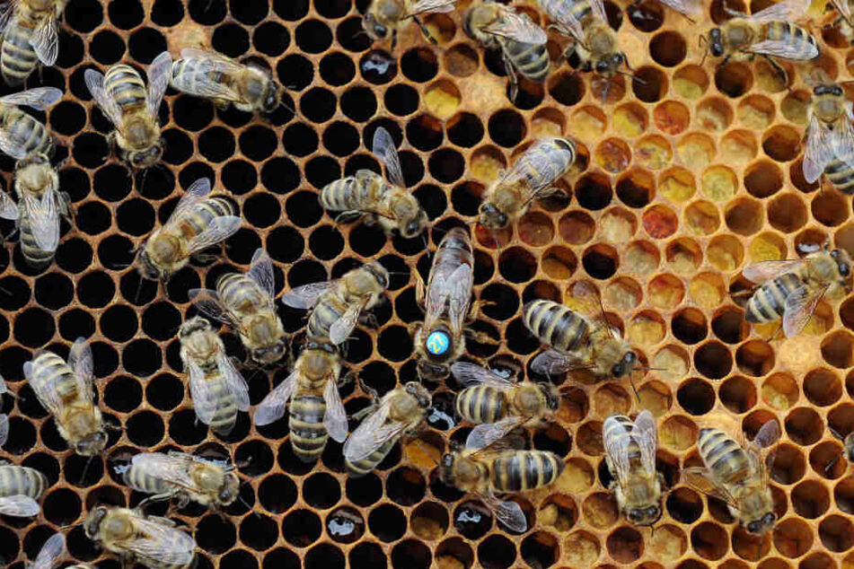 Im Landkreis Zwickau wurde bei einem Bienenstand die Amerikanische Faulbrut festgestellt. (Symbolbild)