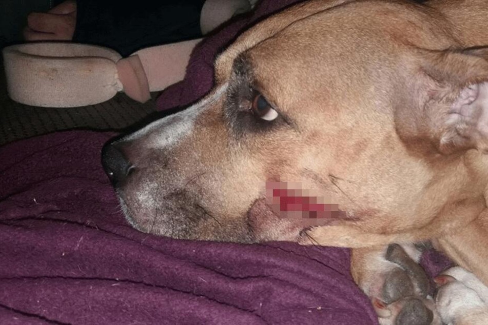 Terrier-Dame Zena wurde von einem Einbrecher mit einer Machete verletzt.