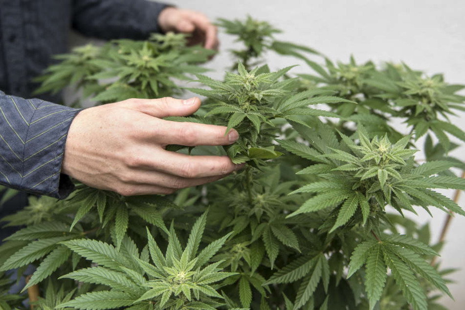 Der Andrang auf die Cannabis-Präparate ist so hoch, dass regelmäßig Lieferengpässe bei den Blüten entstehen (Symbolbild).