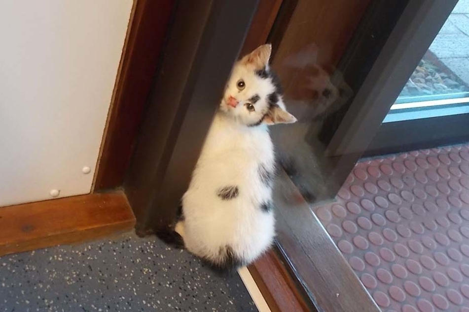 Dieses und ein weiteres Katzenbaby fand eine Spaziergängerin in einem Waldstück.