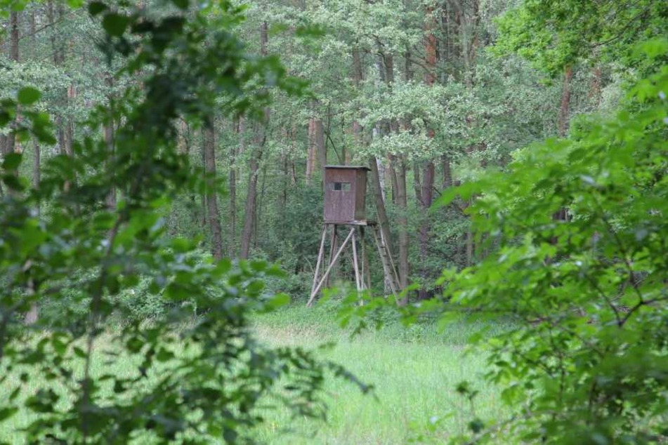 Von diesem Hochsitz stürzte der Jäger.