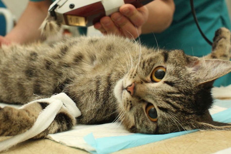 Katzen, die ins Freie dürfen, müssen in Köln ab April kastriert sein.